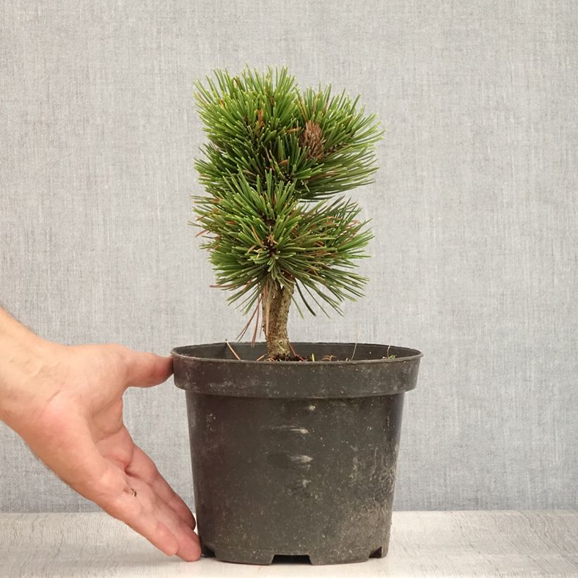 Spécimen de Pinus heldreichii Schmidtii - Pin de Bosnie                       Pot de 2L/3L tel que livré en été