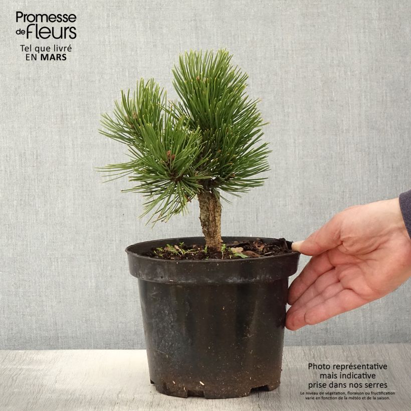 Spécimen de Pinus heldreichii Schmidtii - Pin de Bosnie                       Pot de 2L/3L tel que livré au printemps