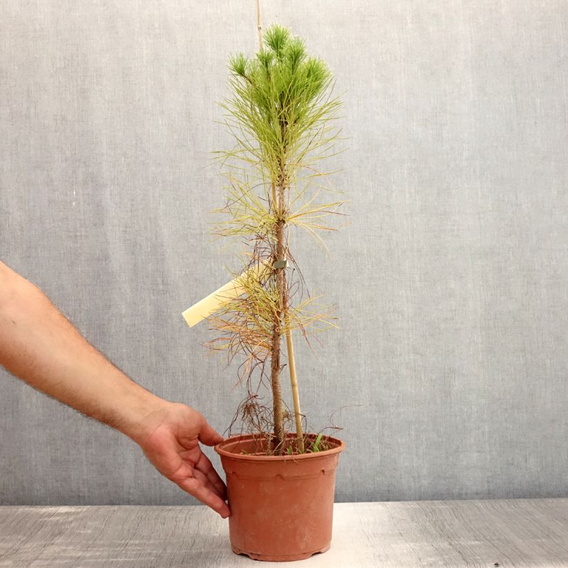 Spécimen de Pinus insignis (radiata) - Pin de Monterey Pot de 2L/3L tel que livré en été