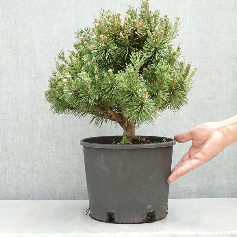Spécimen de Pinus mugo Humpy - Pin nain de montagne Pot de 7,5L/10L tel que livré au printemps
