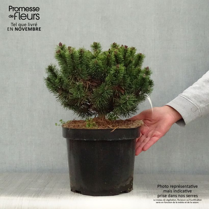 Spécimen de Pinus mugo Mops - Pin de montagne Pot de 4L/5L, Greffé tel que livré en automne