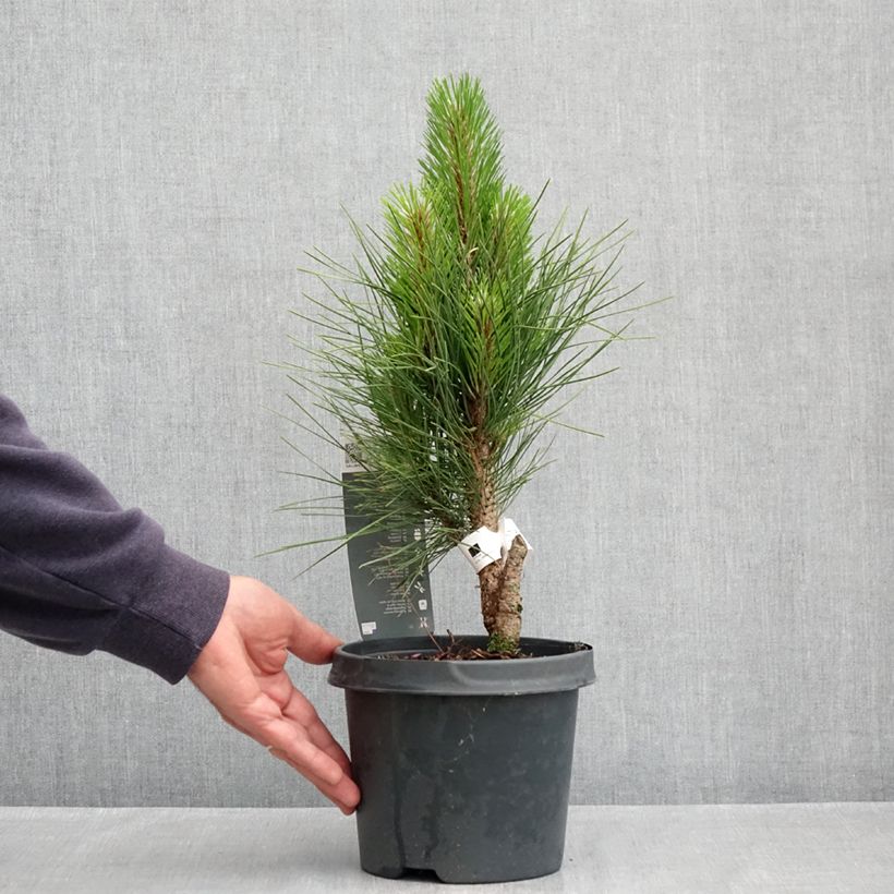 Example of Pinus nigra Green Tower - Pin noir                          Pot de 2L/3L as you get in printemps