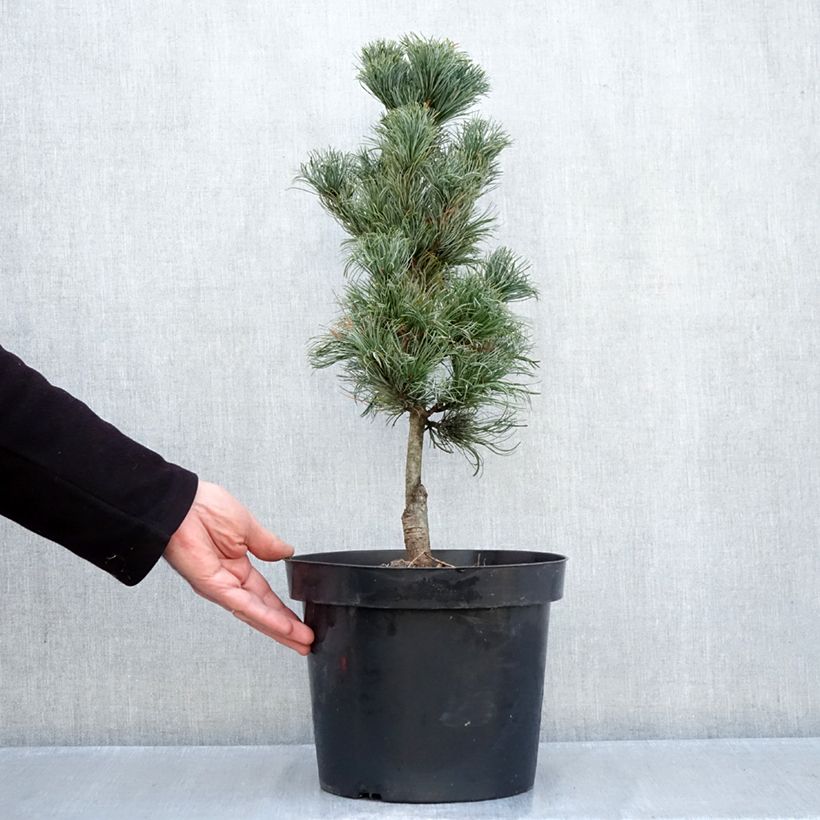 Spécimen de Pinus parviflora Azumi Goye - Pin blanc du Japon                     Pot de 7,5L/10L tel que livré en automne