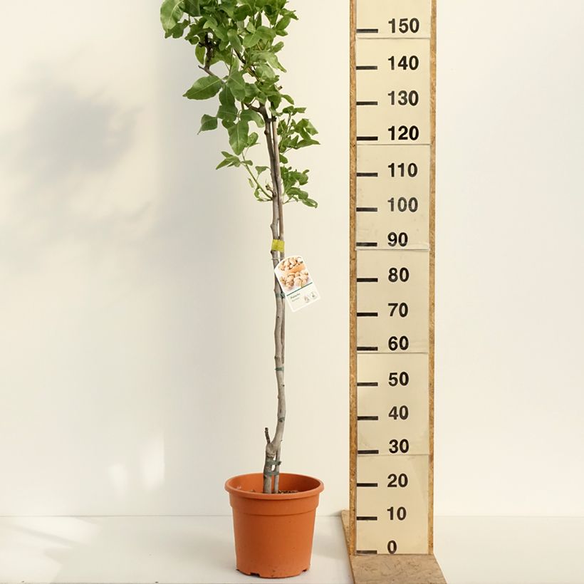Example of Pistachier femelle Kerman - Pistacia vera  Pot de 7,5L/10L, Demi-Tige as you get in printemps