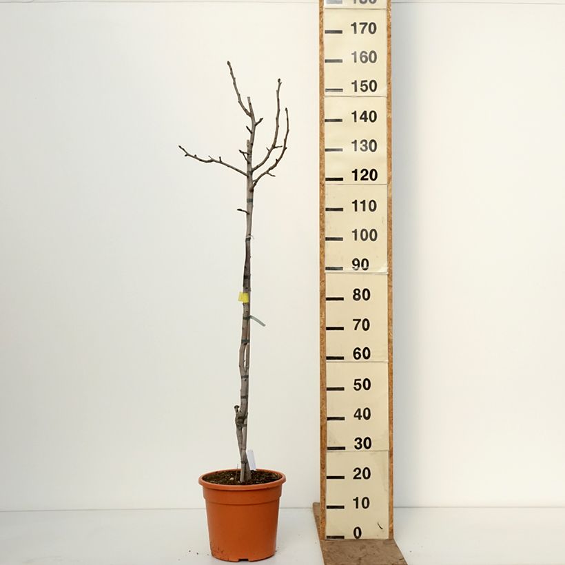 Example of Pistachier mâle Peters - Pistacia vera  Pot de 7,5L/10L, Demi-Tige as you get in hiver