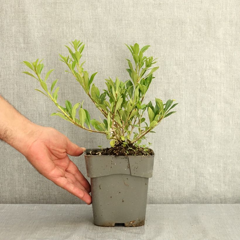 Spécimen de Pittosporum Green Mound Pot de 2L/3L tel que livré en été