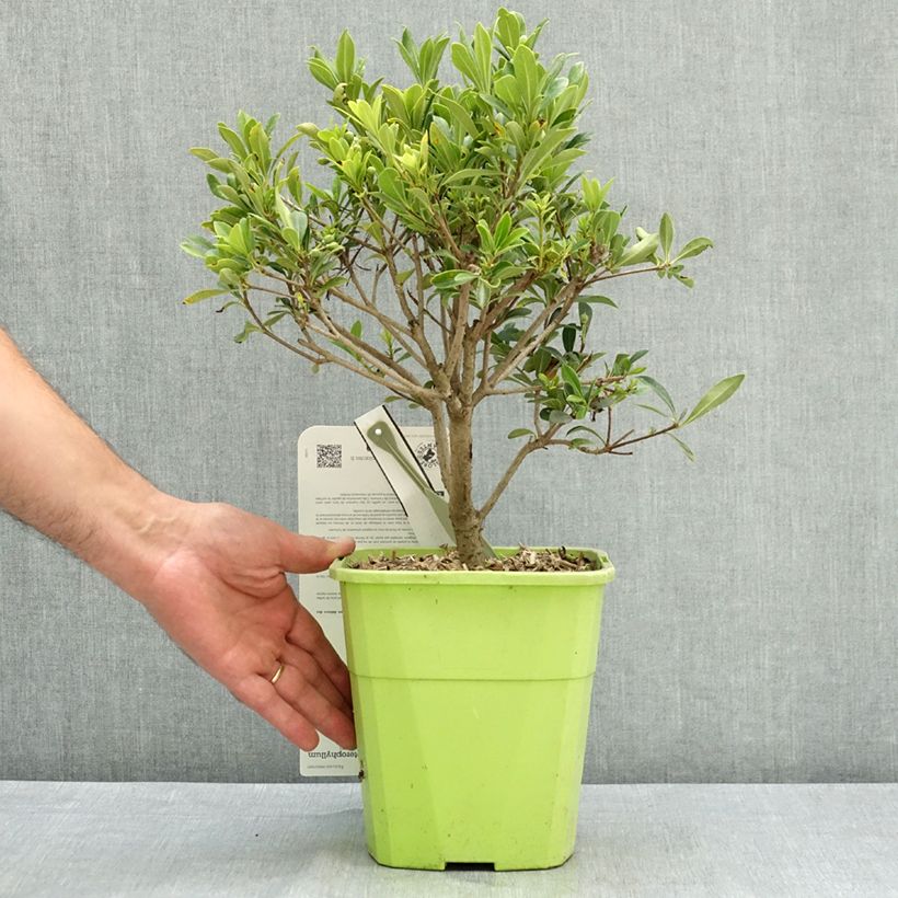 Spécimen de Pittosporum Green Mound Pot de 3L/4L tel que livré en été