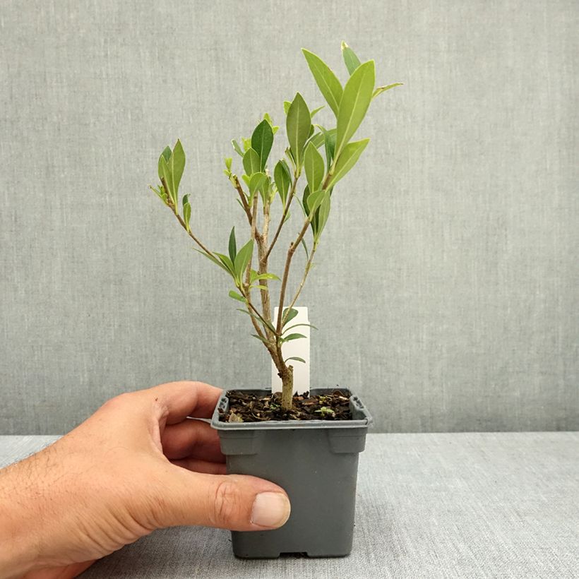 Spécimen de Pittosporum heterophyllum - Pittospore à feuilles variables Godet de 8/9 cm tel que livré en été