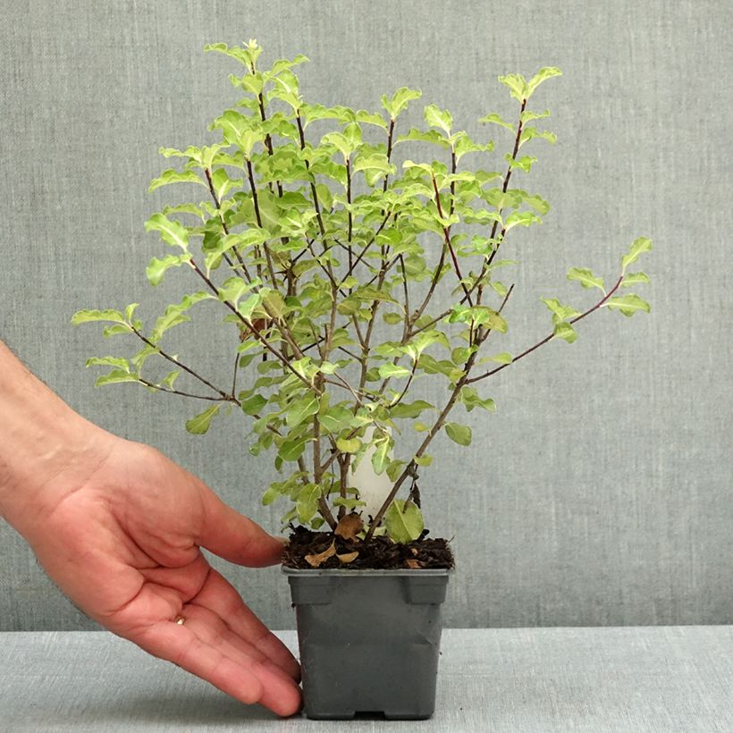 Spécimen de Pittosporum tenuifolium Abbotsbury Gold Godet de 8/9 cm tel que livré au printemps