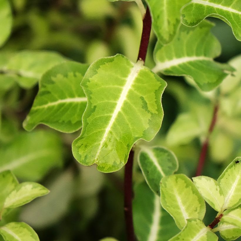 Pittosporum tenuifolium Brin de Soleil (Feuillage)