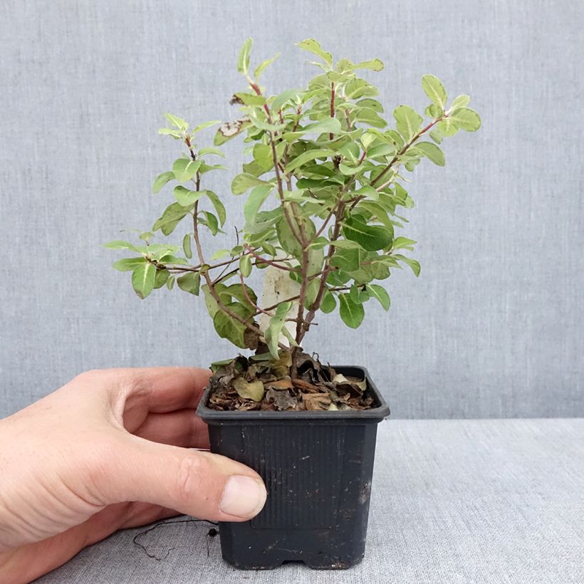 Example of Pittosporum tenuifolium Brin de Soleil Godet de 8/9 cm as you get in printemps