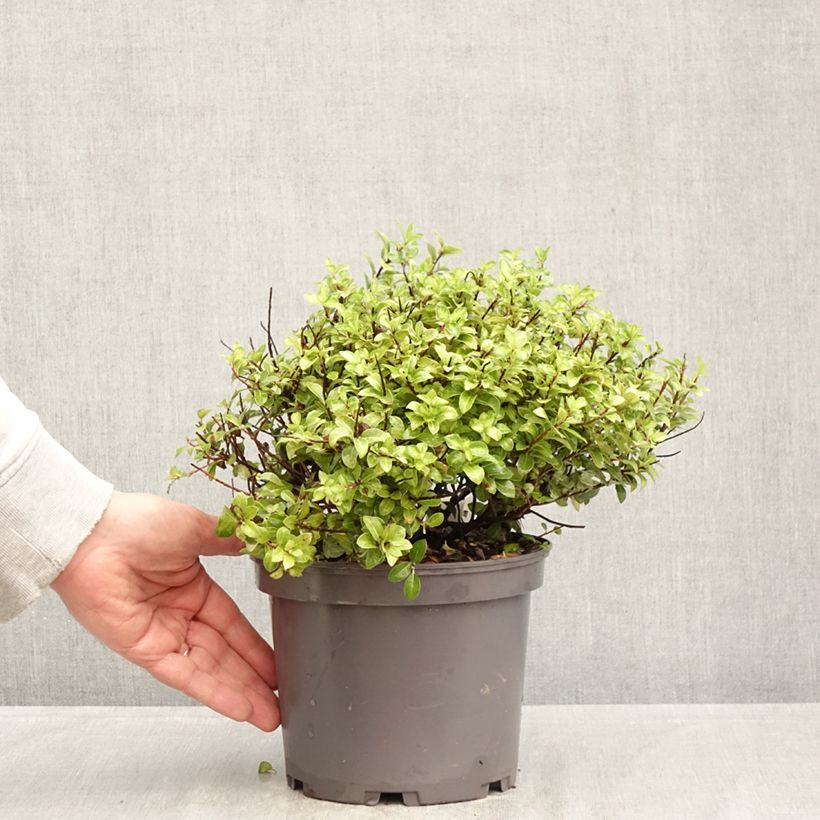Spécimen de Pittosporum tenuifolium Golden Ball Pot de 2L/3L tel que livré au printemps