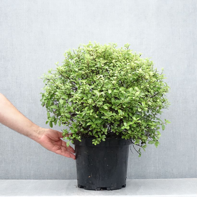 Spécimen de Pittosporum tenuifolium Golf ball - Pittosporum à petites feuilles Pot de 7,5L/10L, Boule, Boule 30/40 tel que livré en été
