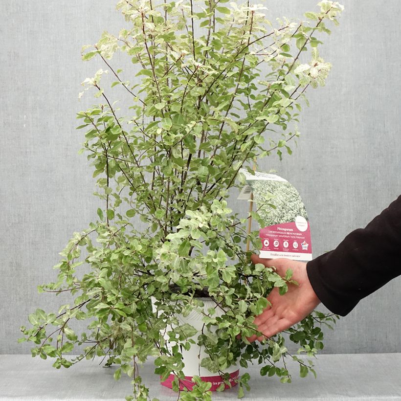 Spécimen de Pittosporum tenuifolium Irene Patterson Pot de 4L/5L tel que livré au printemps