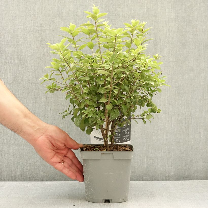Spécimen de Pittosporum tenuifolium Irish Luck - Pittospore à petites feuilles Pot de 2L/3L tel que livré au printemps