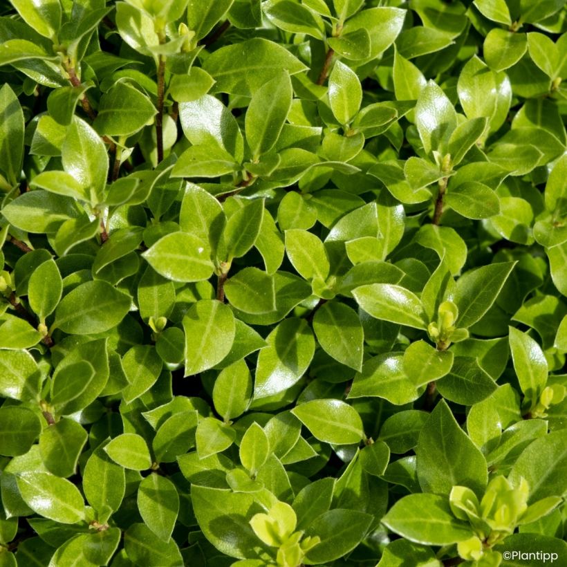 Pittosporum tenuifolium Beach Ball - Pittospore à petites feuilles (Feuillage)