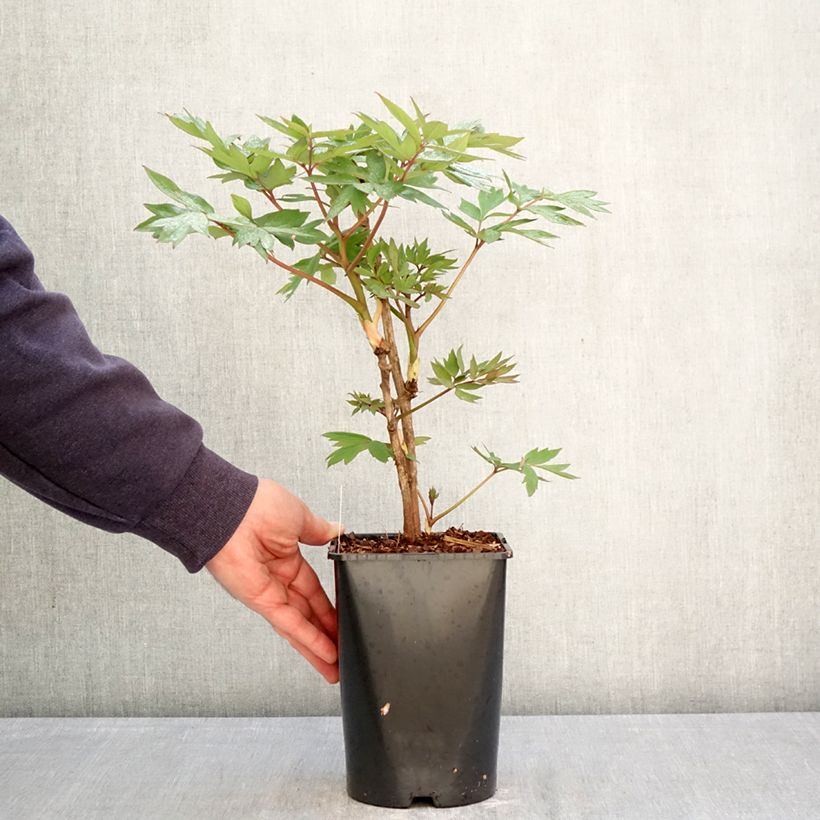 Spécimen de Pivoine arbustive 02 Bai Yuan Hong Xia - Paeonia suffruticosa Pot de 2L/3L tel que livré au printemps