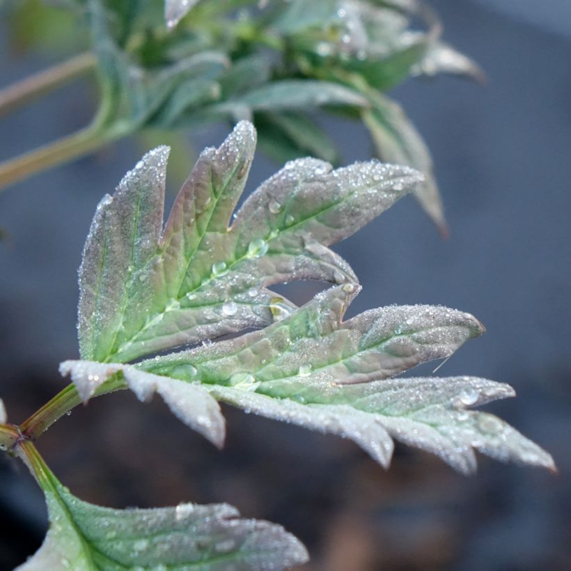 Pivoine arbustive 05 Hai Huang - Paeonia (x) lutea (Feuillage)