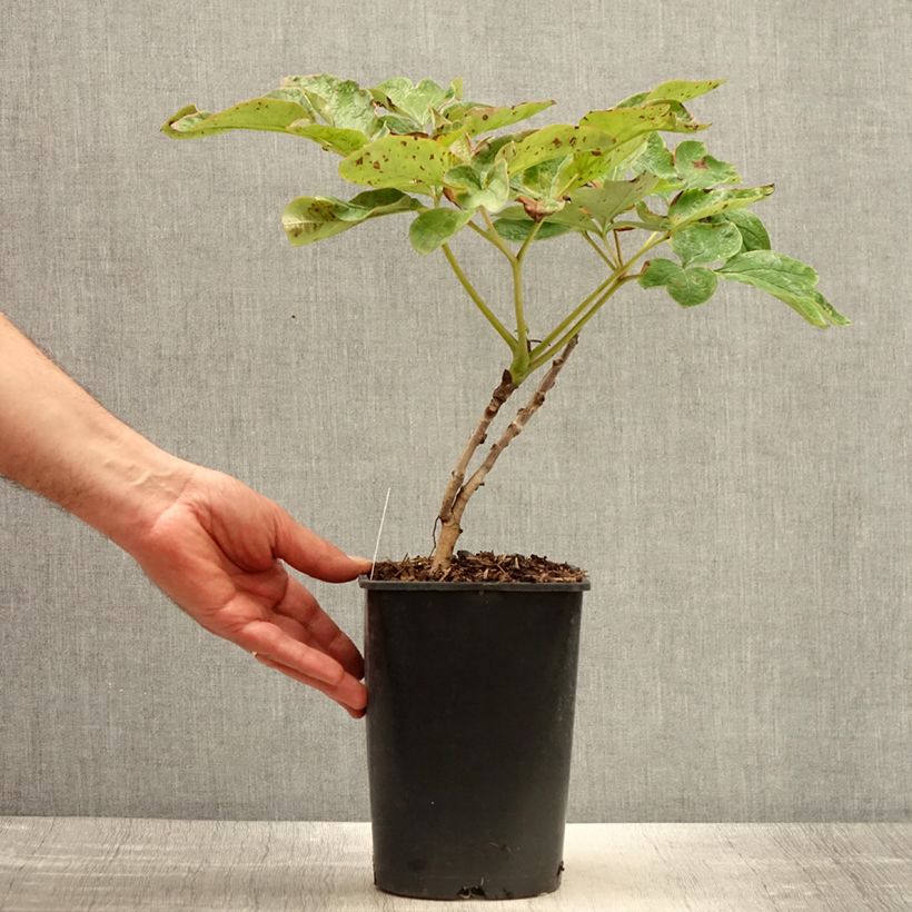 Spécimen de Pivoine arbustive Xue Ta - Paeonia suffruticosa Pot de 2L/3L tel que livré au printemps