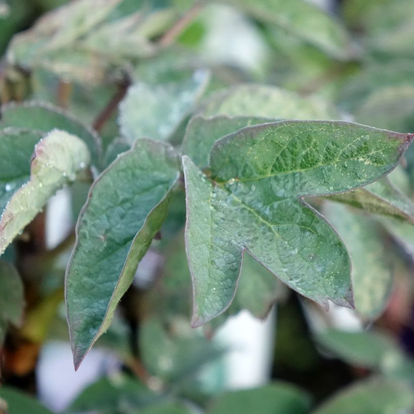 Pivoine arbustive Cai Hui - Paeonia suffruticosa (Feuillage)