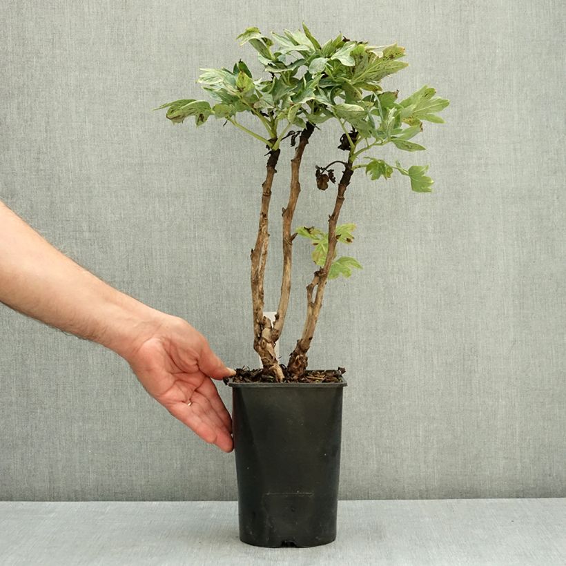 Spécimen de Pivoine arbustive Cai Hui - Paeonia suffruticosa Pot de 2L/3L tel que livré en été