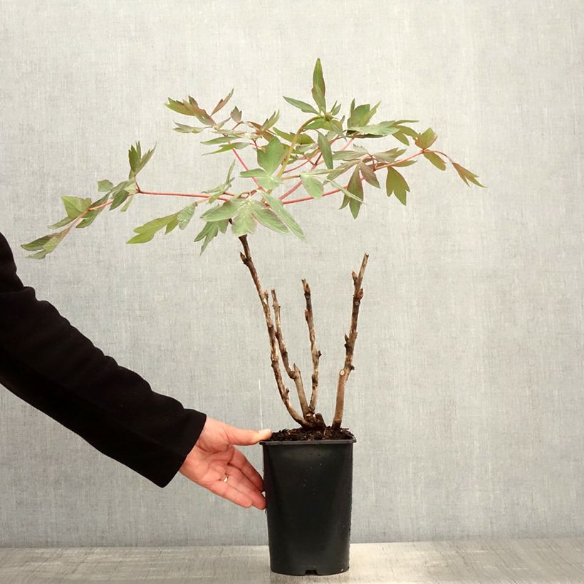 Spécimen de Pivoine arbustive Jin Ge - Paeonia suffruticosa Pot de 2L/3L tel que livré au printemps