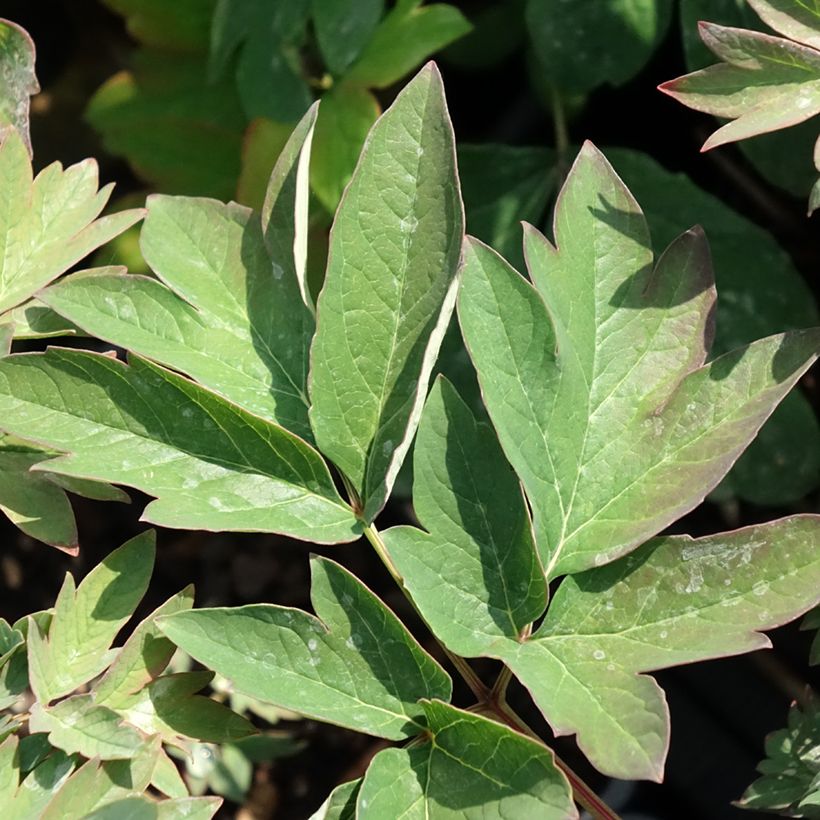 Pivoine arbustive Luo Yang Hong - Paeonia suffruticosa (Feuillage)