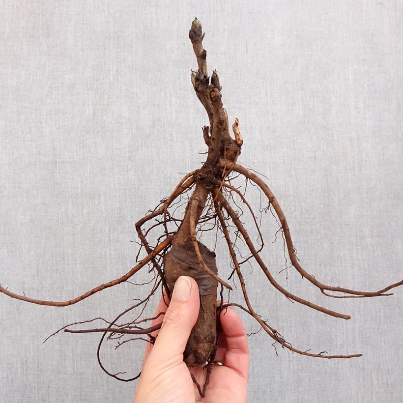 Spécimen de Pivoine arbustive Luo Yang Hong - Paeonia suffruticosa Souche 3/5 yeux tel que livré en hiver