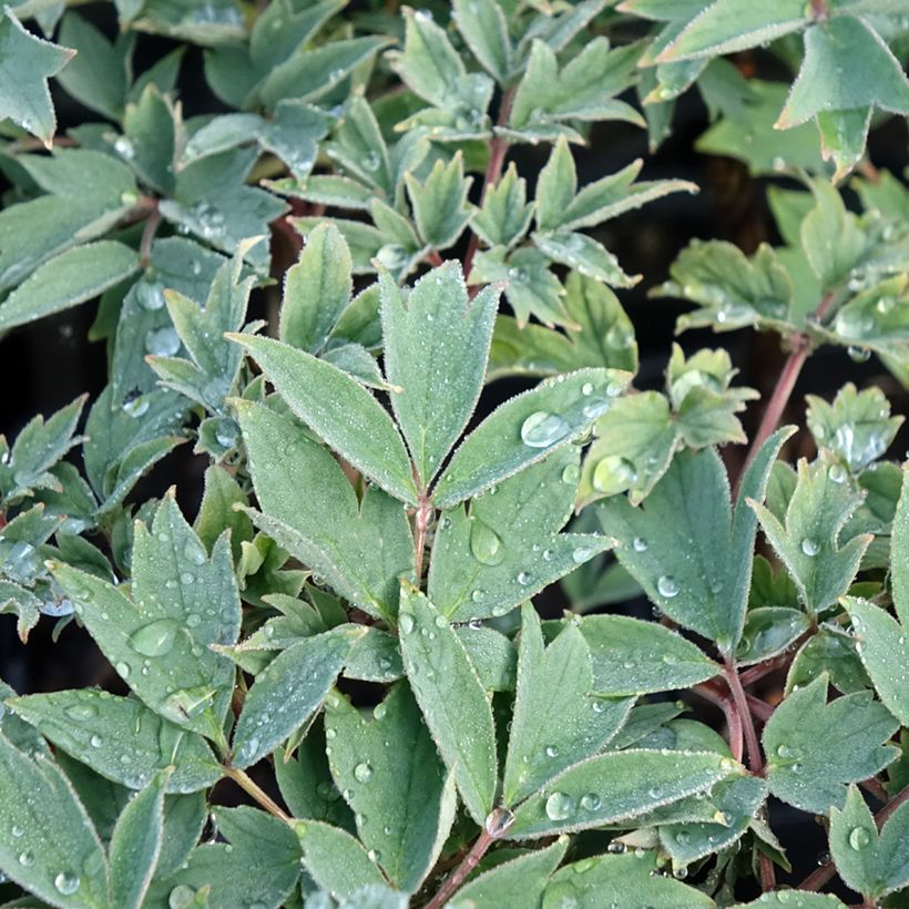 Pivoine arbustive Rou Fu Rong - Paeonia suffruticosa (Feuillage)