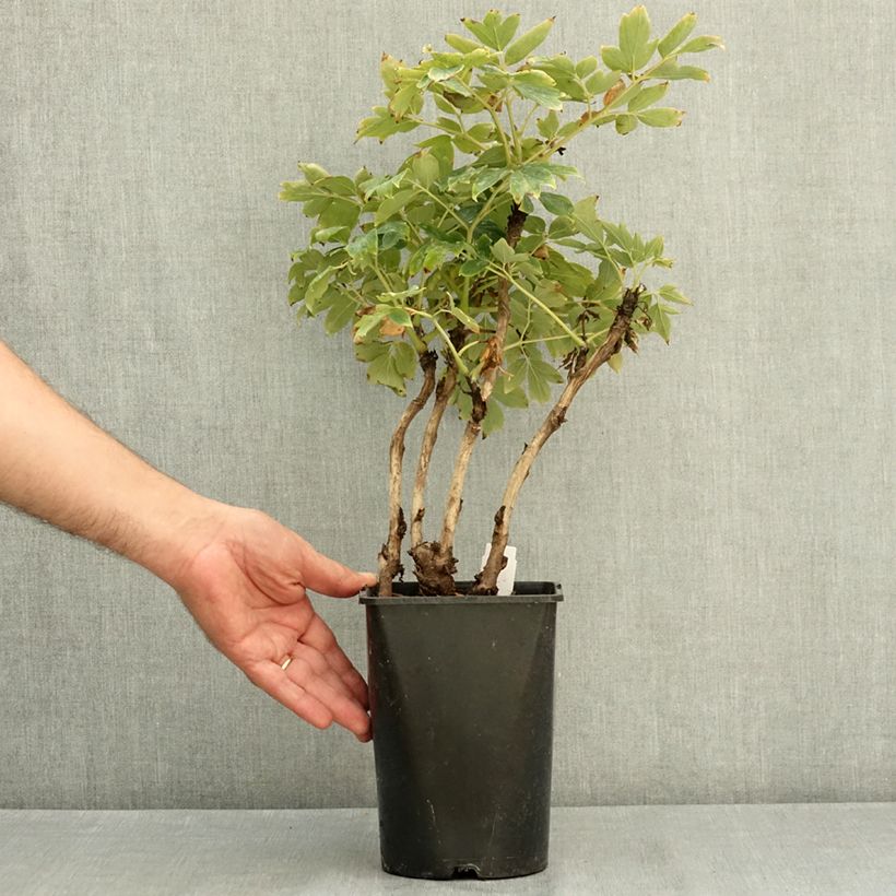 Spécimen de Pivoine arbustive Rou Fu Rong - Paeonia suffruticosa Pot de 2L/3L tel que livré en été