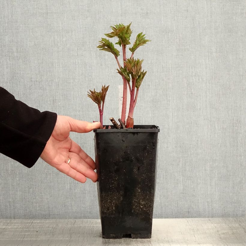 Spécimen de Pivoine Blaze Pot de 3L/4L tel que livré au printemps