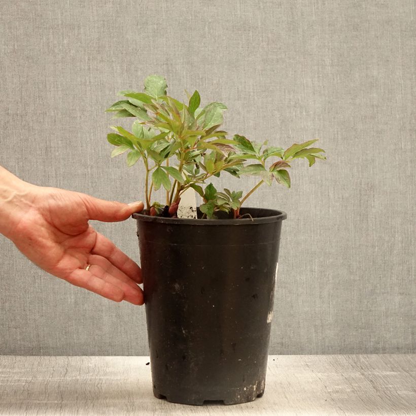 Spécimen de Pivoine botanique - Paeonia officinalis Mollis Pot de 3L/4L tel que livré au printemps