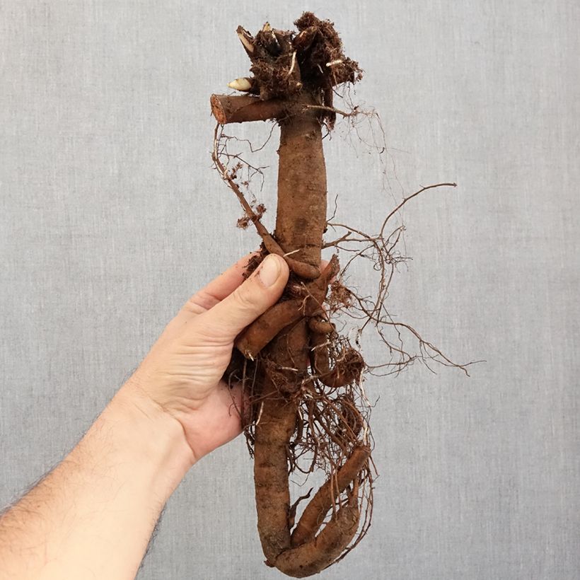 Spécimen de Pivoine Claire de Lune Souche 3/5 yeux tel que livré en hiver