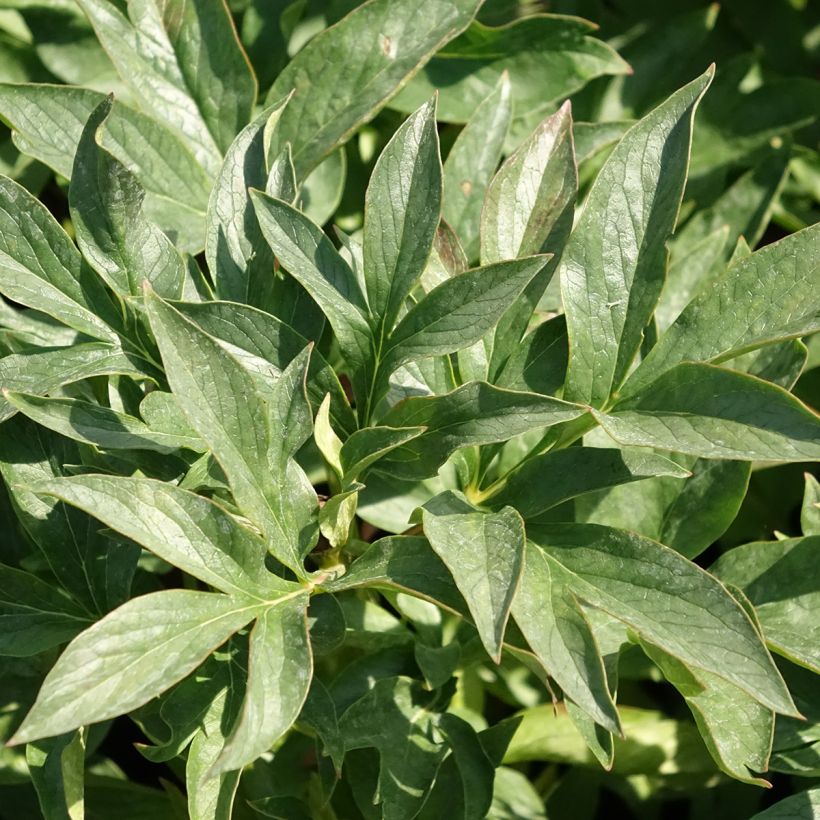 Pivoine Coral Sunset (Feuillage)