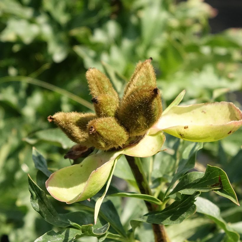 Pivoine Coral Sunset (Récolte)