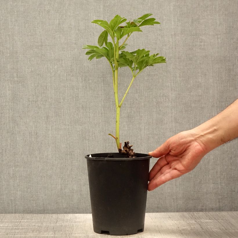 Spécimen de Pivoine Coral Sunset Pot de 3L/4L tel que livré au printemps