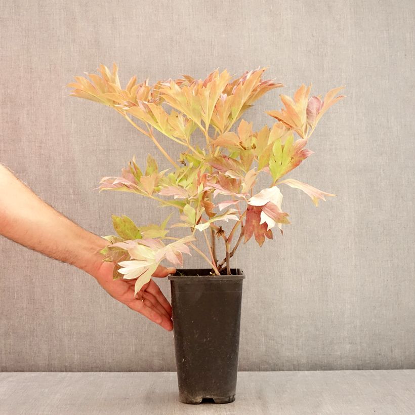 Spécimen de Pivoine Itoh Bartzella Pot de 3L/4L tel que livré en été