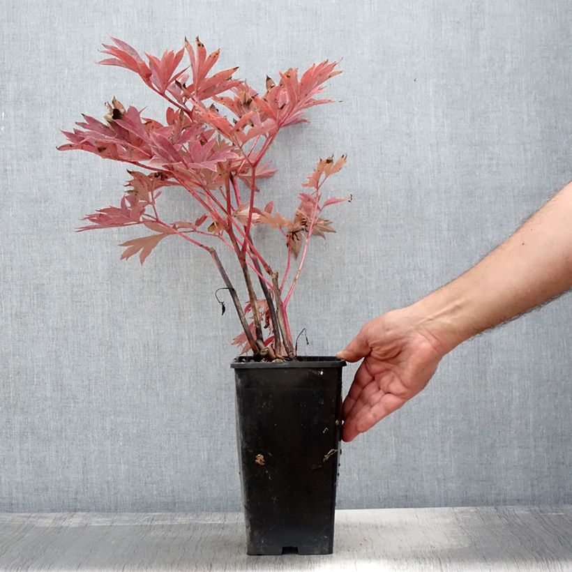 Spécimen de PIvoine Itoh Julia Rose Pot de 2L/3L tel que livré en automne
