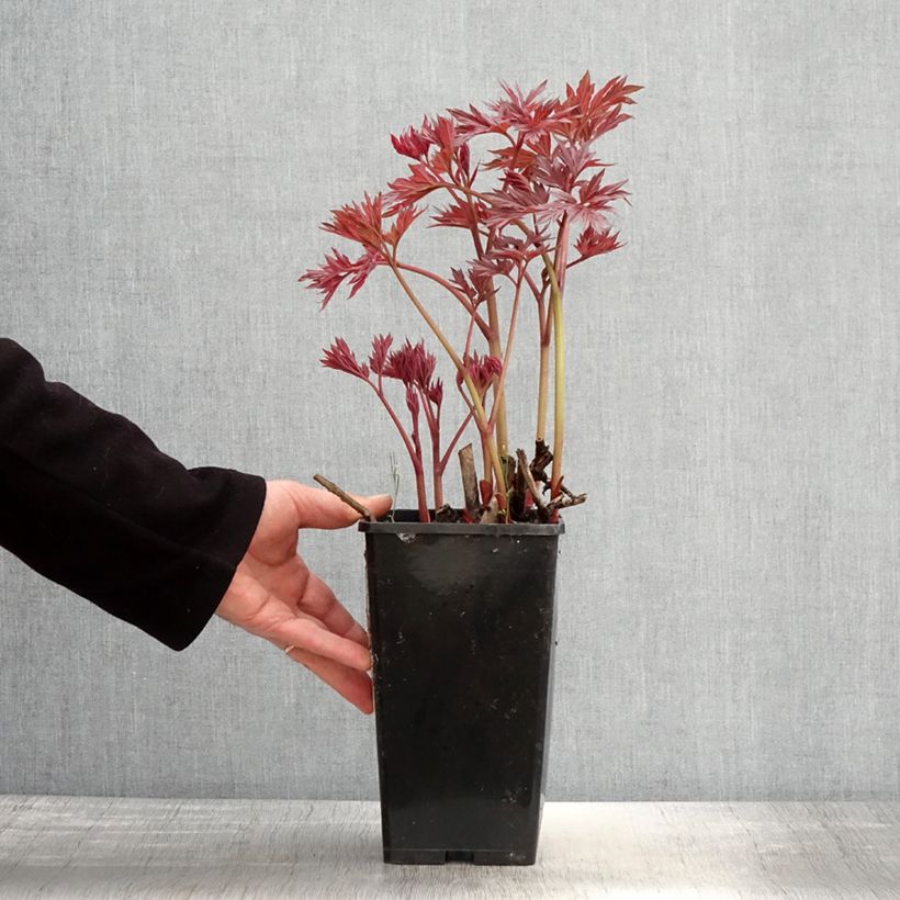 Spécimen de PIvoine Itoh Julia Rose Pot de 2L/3L tel que livré au printemps
