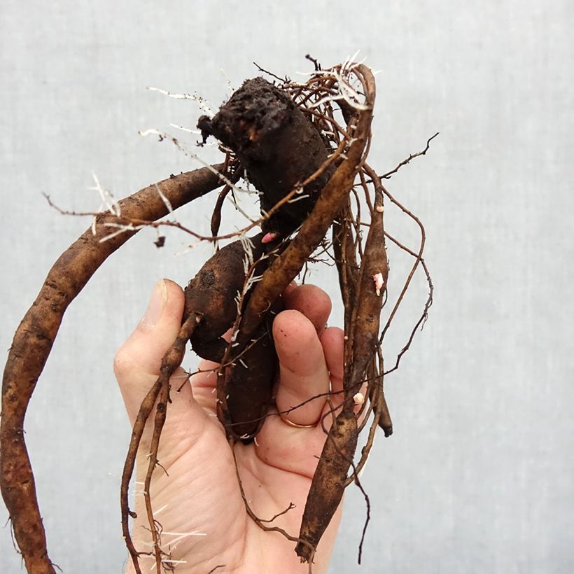 Spécimen de PIvoine Itoh Julia Rose Souche 3/5 yeux tel que livré en hiver