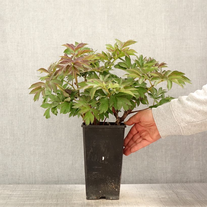 Spécimen de Pivoine Itoh Old Rose Dandy Pot de 3L/4L tel que livré au printemps