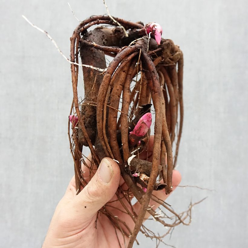 Spécimen de PIvoine Itoh Pastel Splendor Souche 3/5 yeux tel que livré en hiver