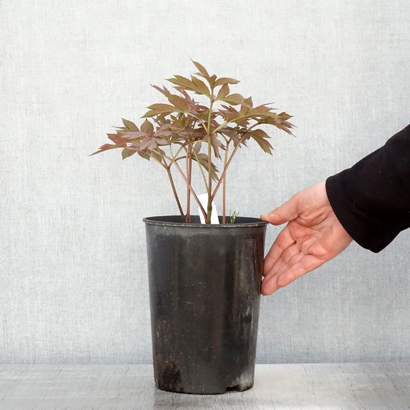 Spécimen de PIvoine Itoh Pastel Splendor Pot de 2L/3L tel que livré au printemps