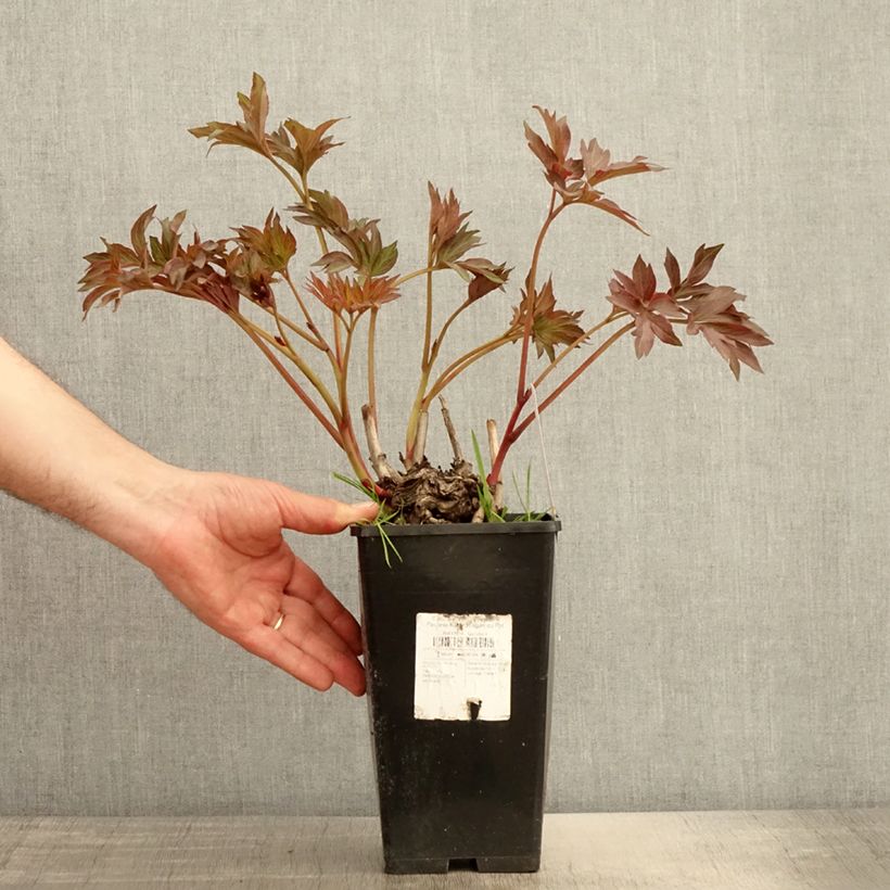Spécimen de Pivoine Itoh Pink Ardour - Paeonia Pot de 3L/4L tel que livré en été