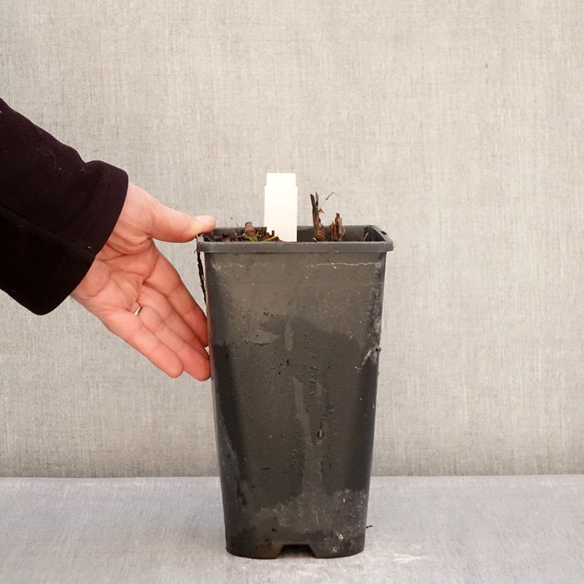 Spécimen de Pivoine itoh Yellow Crown  Pot de 3L/4L tel que livré en hiver