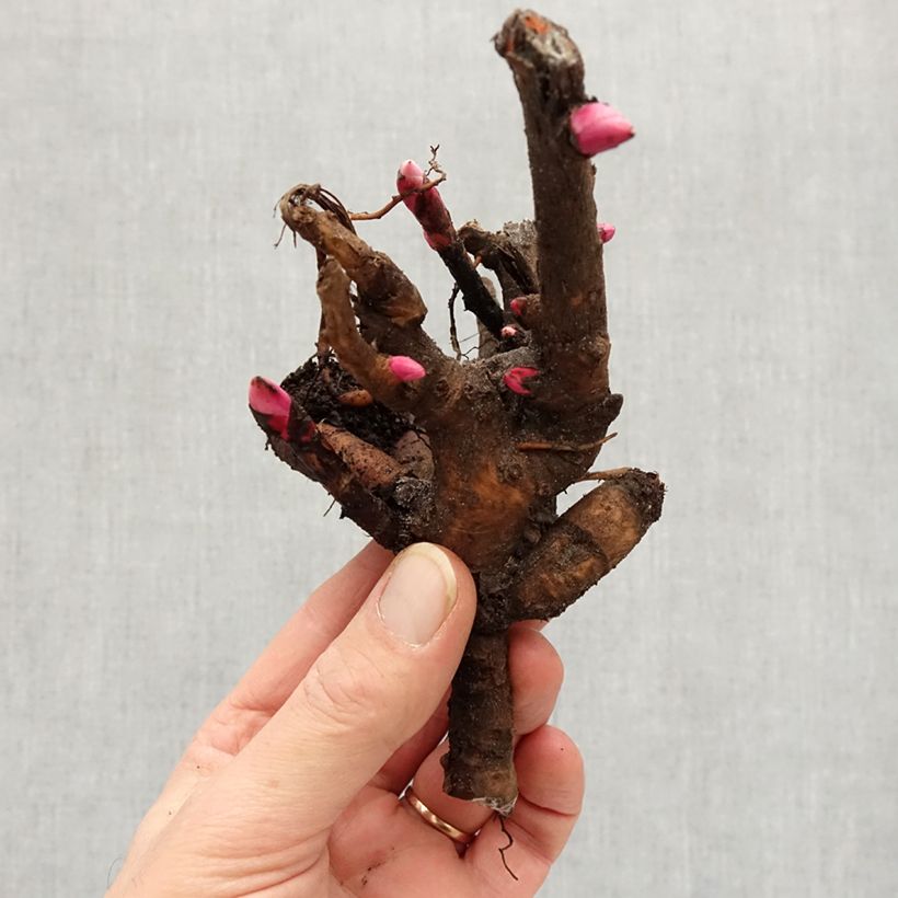 Spécimen de Pivoine itoh Yellow Crown  Souche 3/5 yeux tel que livré en hiver