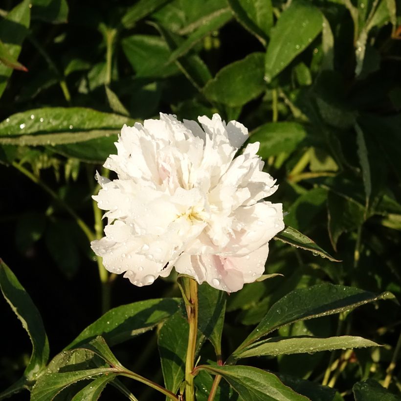 Pivoine lactiflora Alertie (Floraison)