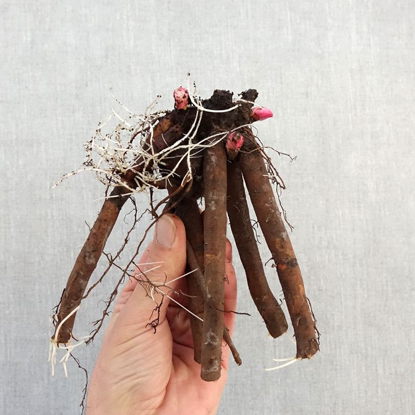 Spécimen de Pivoine lactiflora Alertie Souche 3/5 yeux tel que livré en hiver