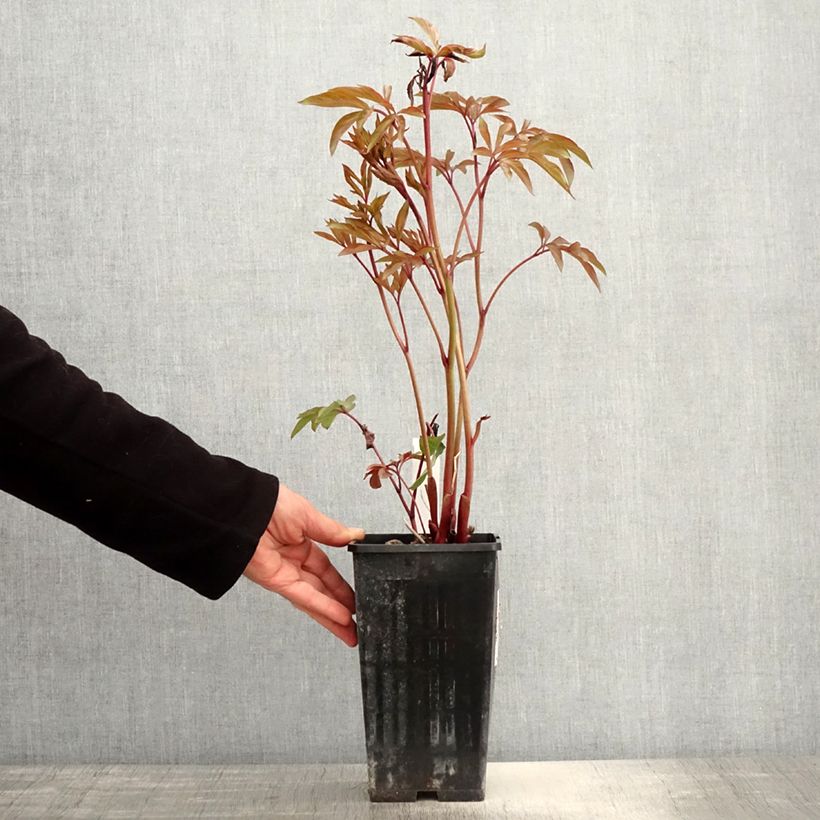 Spécimen de Pivoine lactiflora Amabilis Pot de 3L/4L tel que livré au printemps