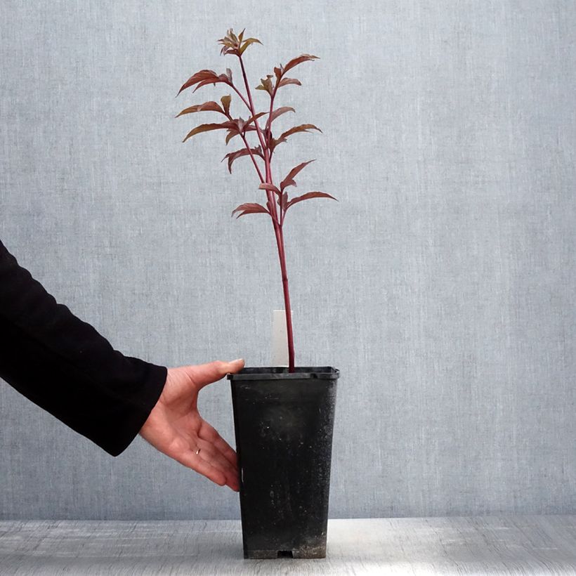 Spécimen de Pivoine lactiflora Big Ben Pot de 3L/4L tel que livré au printemps